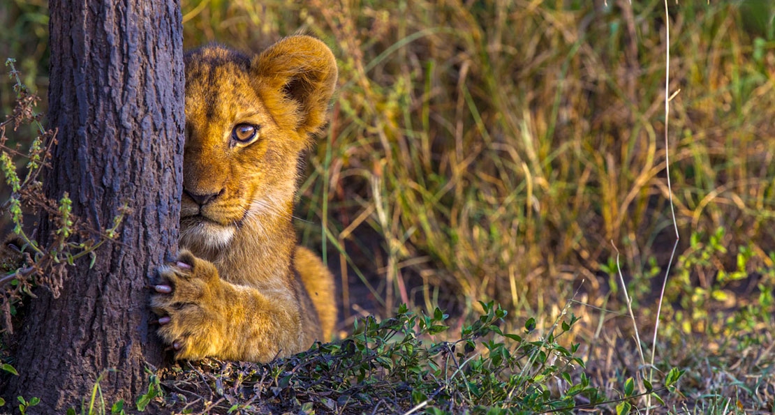 Akagera National Park