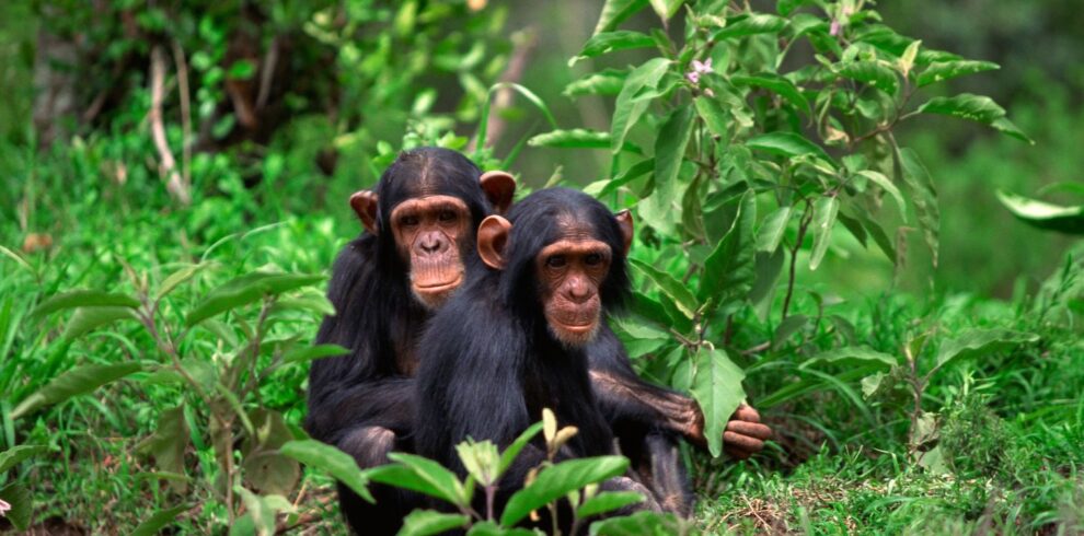 Two young chimpanzees