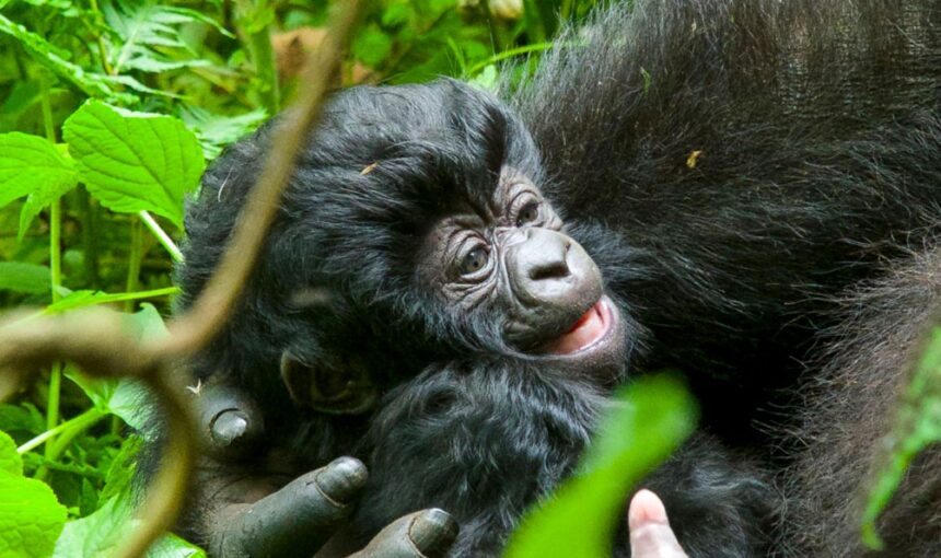 RWANDA NAMES 24 NEW BABY GORILLAS