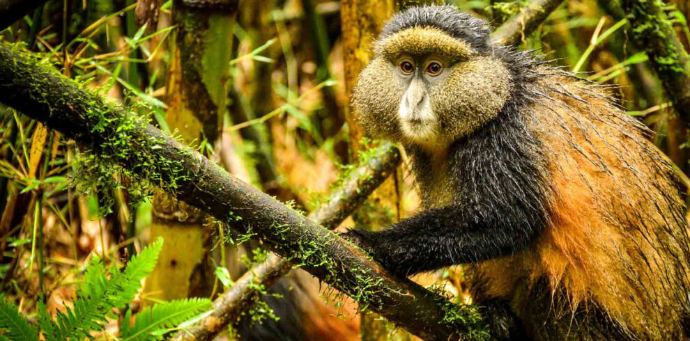 GOLDEN MONKEY TREKKING – VOLCANOES NATIONAL PARK