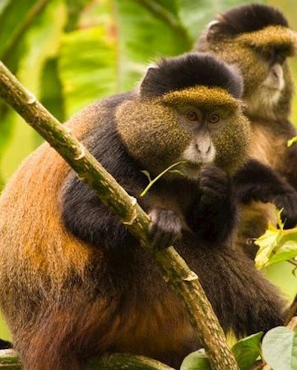 Golden monkey trekking