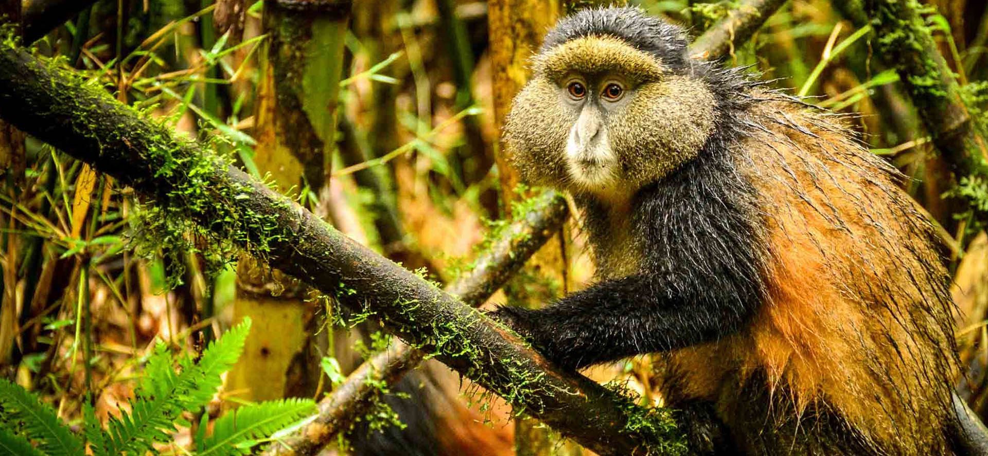 GOLDEN MONKEY TREKKING – VOLCANOES NATIONAL PARK